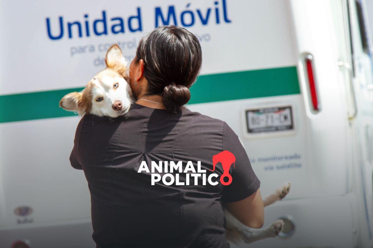 Congreso de CDMX aprueba que rescatistas de animales puedan recibir estímulos fiscales y financieros