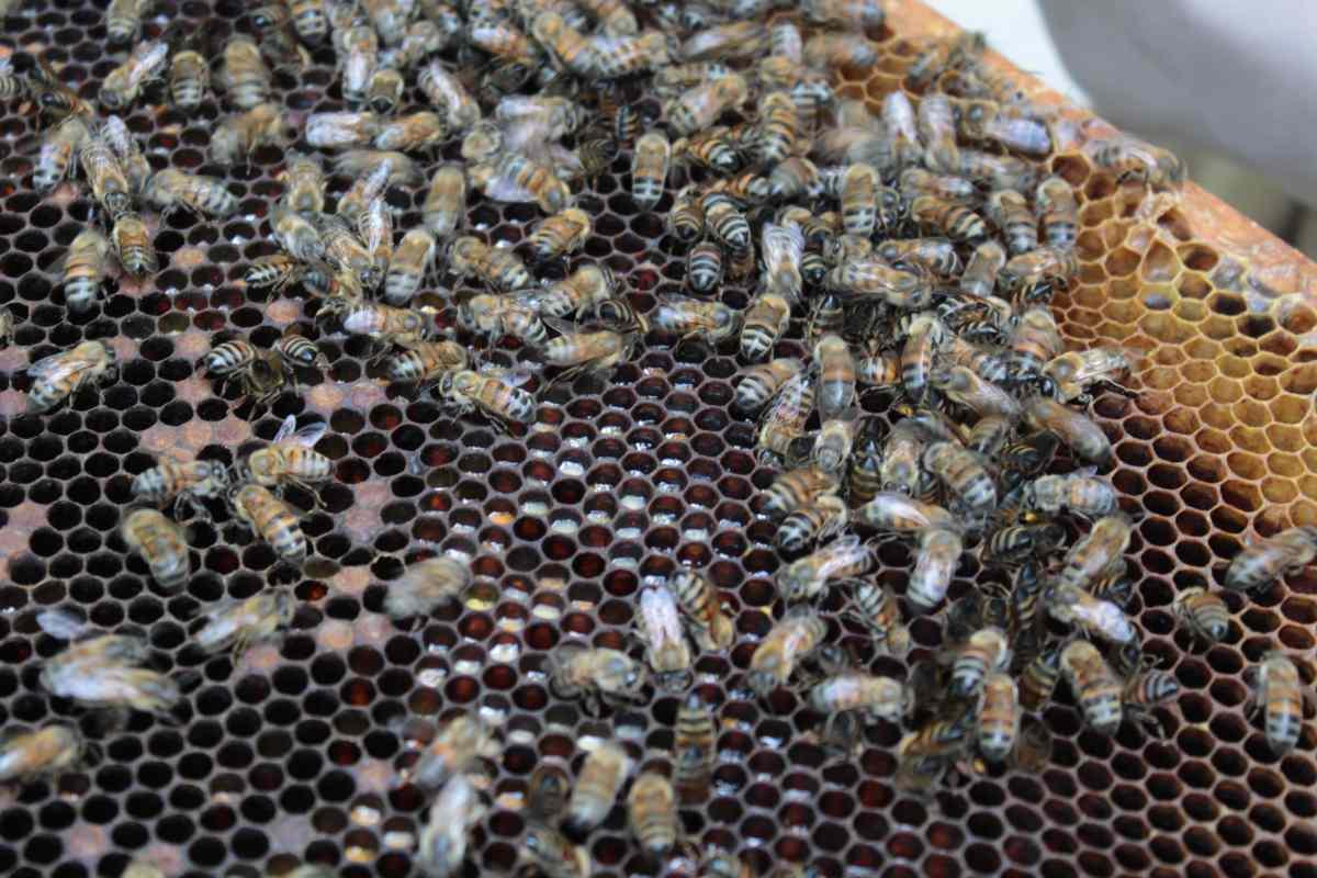a-de-abeja-proyecto-recate-miel