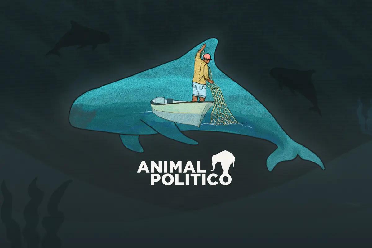 Vaquita marina: gobierno de AMLO abandonó desde 2021 proyecto esencial para su conservación