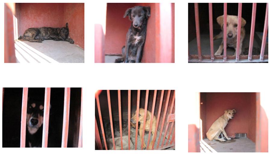 Cachorros de Iztapalapa siguen sin ser adoptados