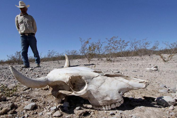 Zacatecas tardará una década en sanar de la sequía