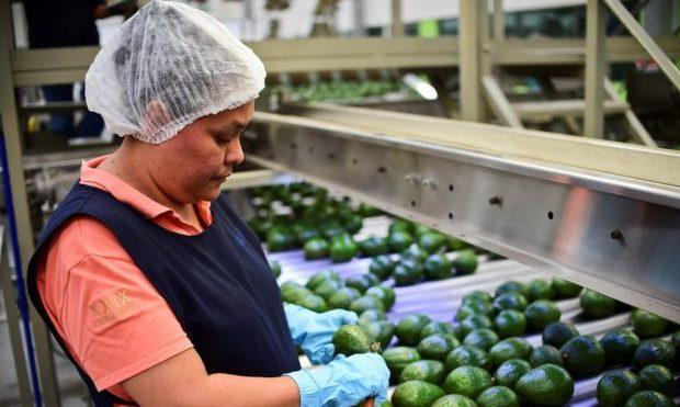 Por qué los aguacates están tan caros