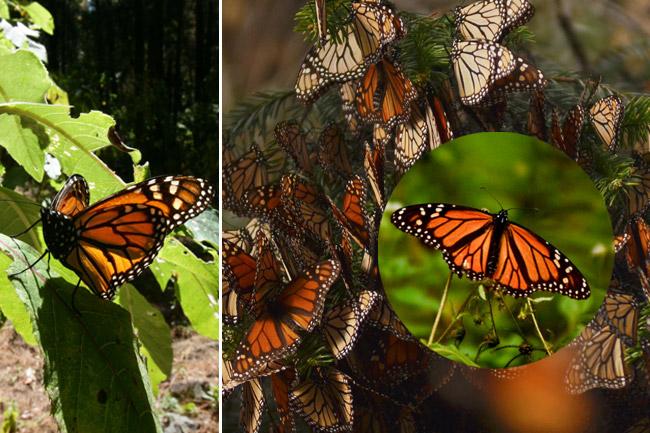 Semarnat le pone fecha al proyecto trinacional de la mariposa monarca