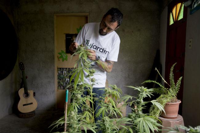 El cultivo de cannabis en los huertos de Uruguay