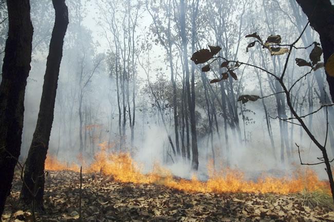 Por incendio en La Primavera se castigará “con todo el peso de la ley”: Calderón
