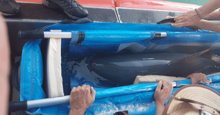 Animal Welfare pide a México parar rescate de vaquita marina; ni una más debe ponerse en riesgo