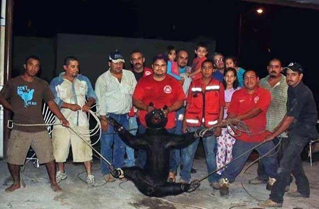 Tenemos los nombres de las personas que maltrataron a osezna: Profepa