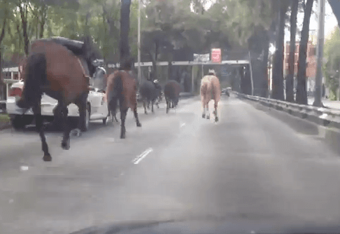 <i>Sueltan</i> a caballos en Churubusco