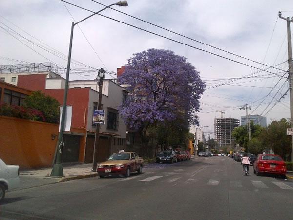 Por la noche, talan cientos de árboles por obras viales en Río Mixcoac