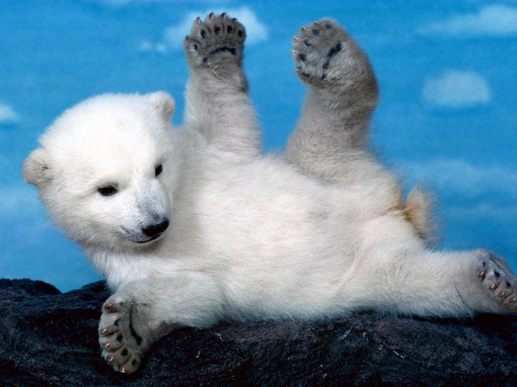 Cachorros de oso polar abren los ojos en zoológico alemán