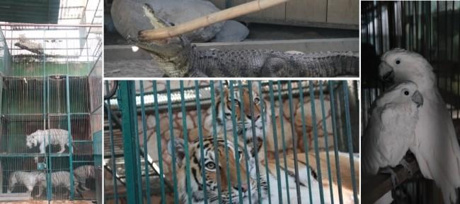 Profepa asegura 101 animales en zoológico de diputado poblano del PAN