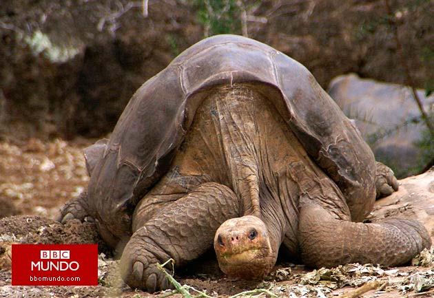 Anuncian la creación de un museo en honor al “Solitario George”