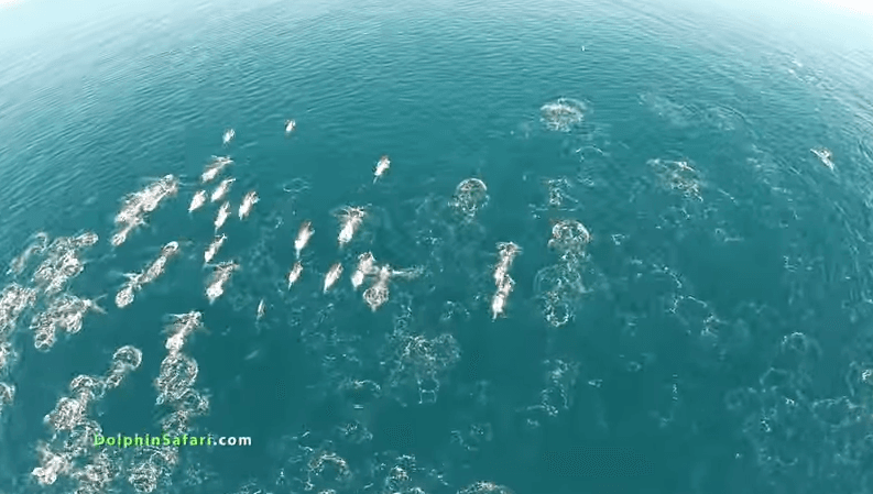 Delfines como nunca los viste, gracias a los drones