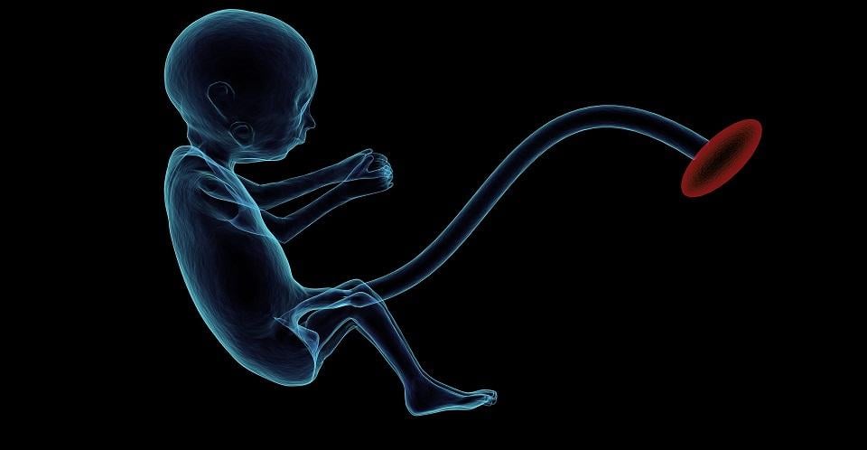 Corrigen por primera vez genes portadores de una enfermedad en embriones humanos