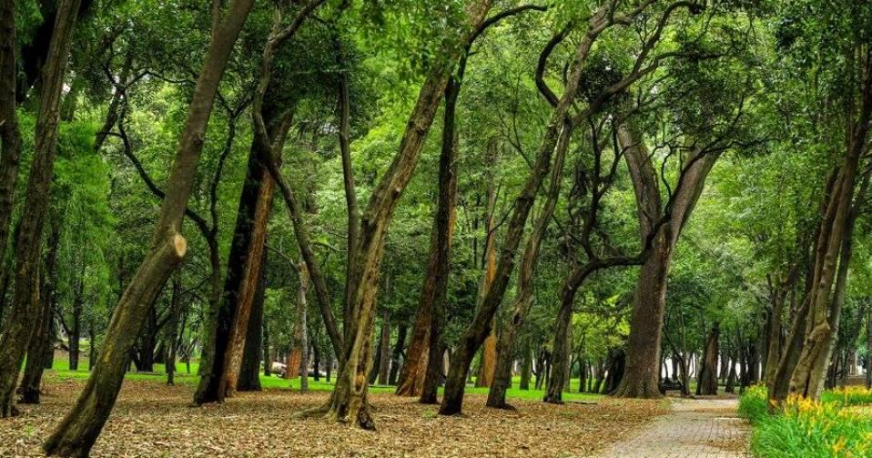 Juez ordena suspender el proyecto arquitectónico en tercera sección del Bosque de Chapultepec
