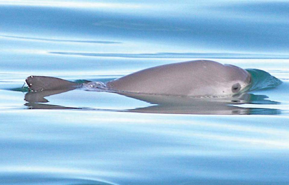 La vaquita marina, a punto de desaparecer por negligencia del gobierno, acusan organizaciones