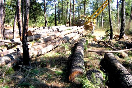 Investigan a delegado de Semarnat <br>en Jalisco por tala de árboles