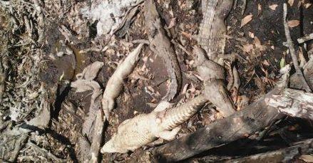 Rescatan 14 cocodrilos vivos de matadero clandestino en Chiapas; les ordeñaban la sangre