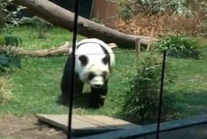 Muere Xiu Hua, panda de Chapultepec