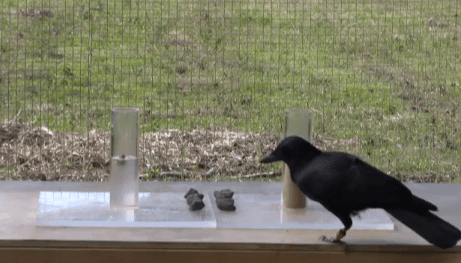 Observa cómo un cuervo resuelve problemas tan fácilmente como un niño