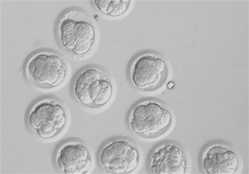 Obtienen por primera vez células madre a partir de clonación