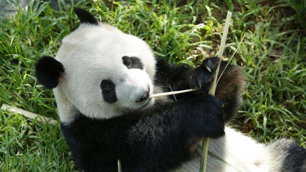 ¿Cómo hizo China para salvar a los panda gigantes de la extinción?