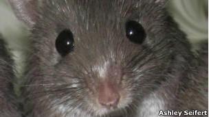 Un ratón cuya piel se autoregenera