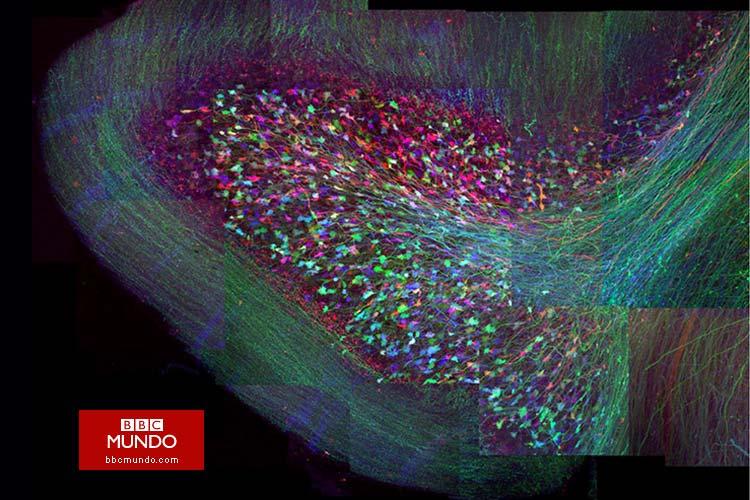 En fotos: el cerebro en todo su esplendor fluorescente