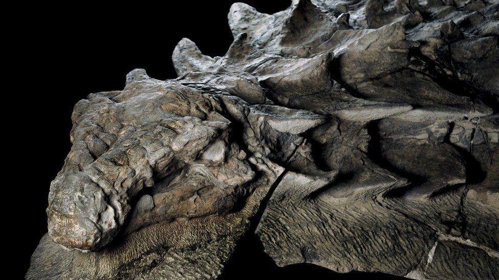 El asombroso hallazgo de un fósil de dinosaurio intacto en Canadá que parece una estatua