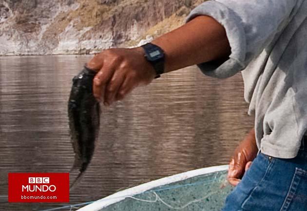 La represa de México donde murieron todos los peces
