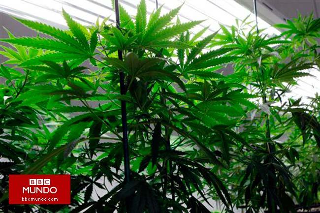 Una marihuana que no droga pero sí cura