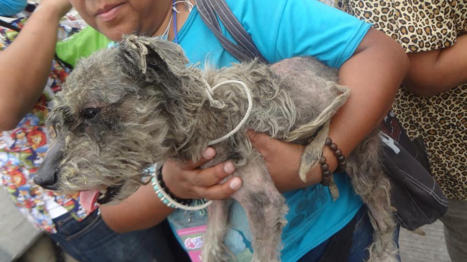 Los animales rescatados de la explosión en San Pedro Xalostoc