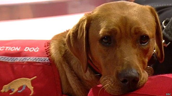 ¿Cómo entrenan a los perros para que puedan detectar el cáncer?