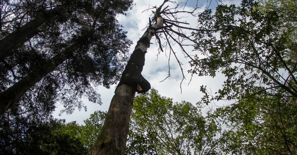 Organizaciones ambientalistas alertan ‘albazo’ en el Senado por ley forestal