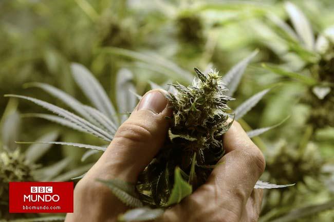Uruguay: revelan reglamento para venta de mariguana