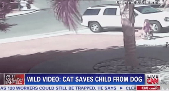 Una gata salva a su dueño del ataque de un perro