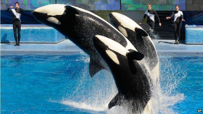 SeaWorld pondrá fin a sus espectáculos con orcas en California