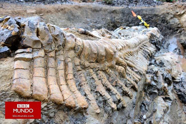 Hallan en México cola gigantesca de dinosaurio