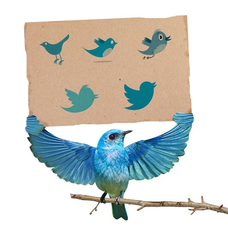 ¿Qué tipo de pájaro eres en las redes sociales?