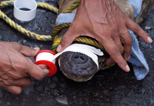 Atrapan a 25 cocodrilos tras paso de’Ingrid’ en Tamaulipas