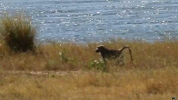 El babuino Robinson, el mono más solo del mundo