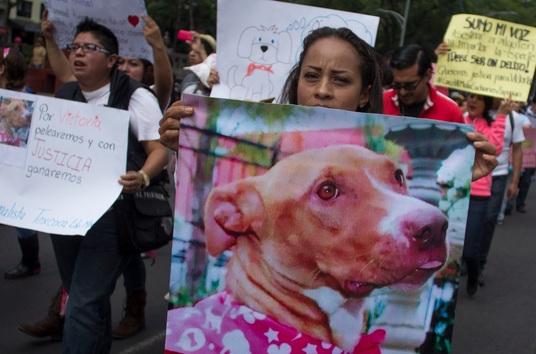 En Querétaro el maltrato animal ya es un delito, pero…