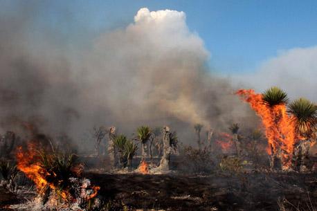 Suma Jalisco 359 incendios forestales en lo que va del año