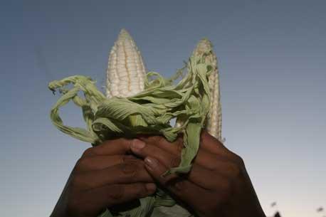 Multinacionales ya pueden sembrar maíz transgénico