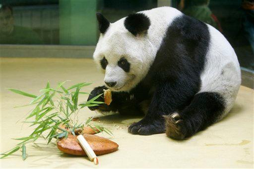 Muere uno de los pandas má viejos del mundo