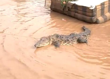 Un cocodrilo gigante persigue a un hombre en la Riviera Maya