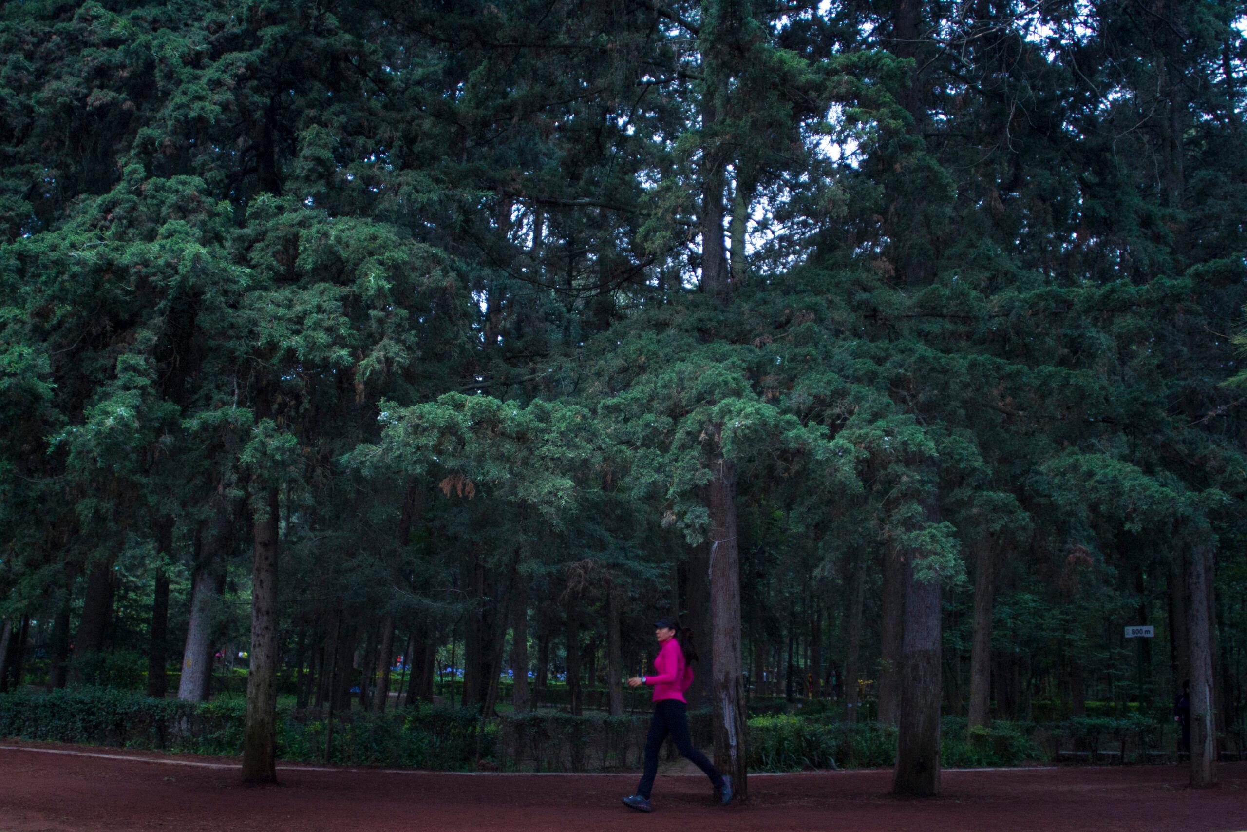 Nueva estrategia contra la contaminación en la CDMX: plantar 18 millones de árboles