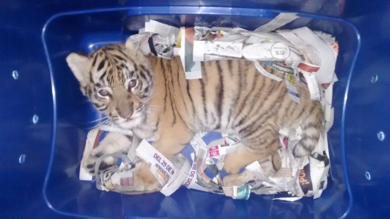 Encuentran a cachorro de tigre en una caja de plástico; iba a ser enviado por paquetería