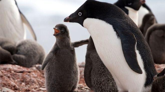 Solo 2 sobrevivientes de 36,000: la muerte de miles de crías de pingüinos en la Antártida