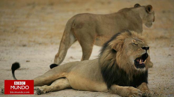 El estadounidense que mató al león Cecil de Zimbabue dice que lamenta lo ocurrido